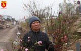 Đào Nhật Tân nở sớm, tràn ngập chợ hoa Quảng Bá